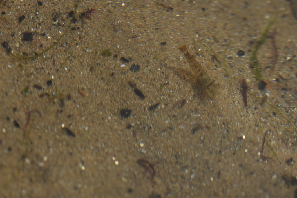 Iso shrimp
