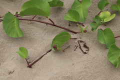Ipomoea pes-caprae brasiliensis