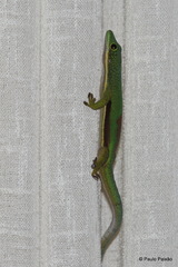 Phelsuma lineata