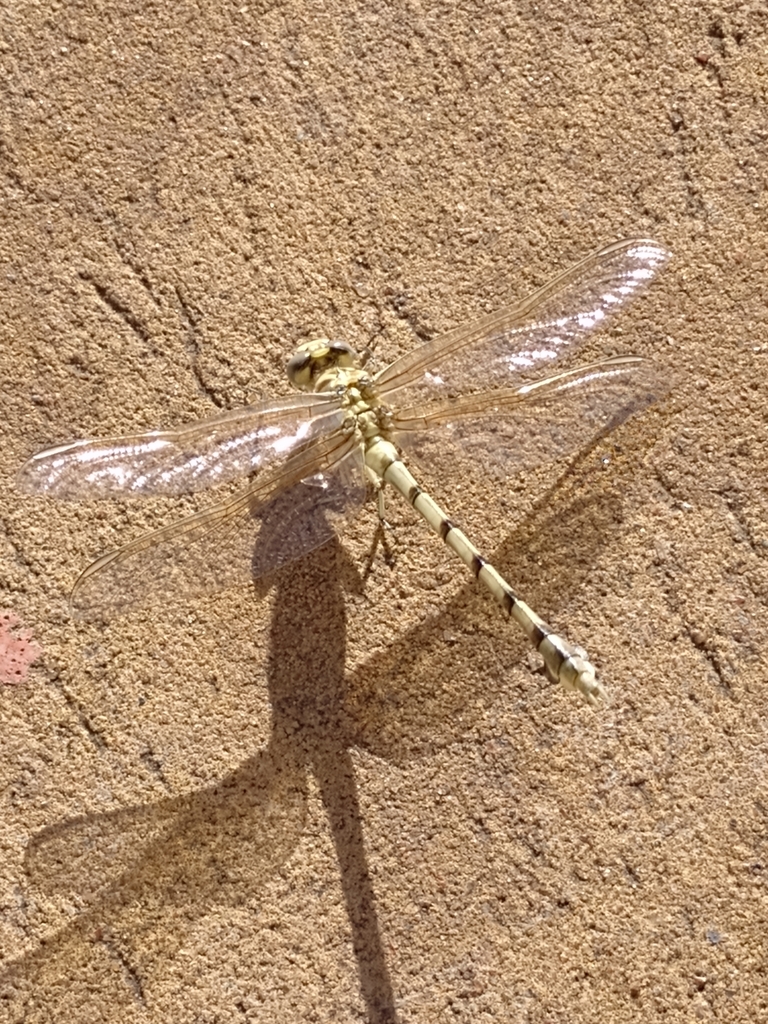 Phyllogomphoides joaquini