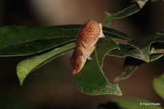 Calumma emelinae
