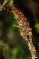 Calumma crypticum