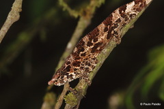 Calumma crypticum