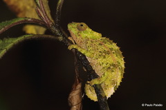 Calumma crypticum