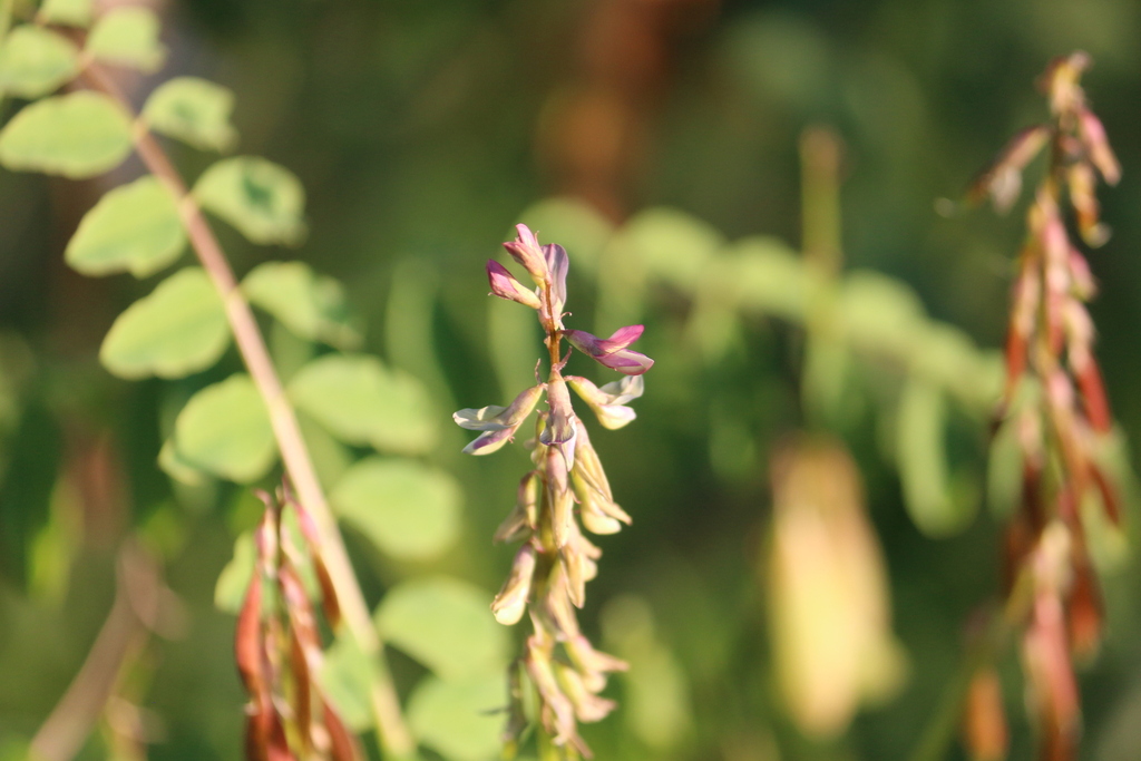 Lessertia stricta from West Rand District Municipality, South Africa on