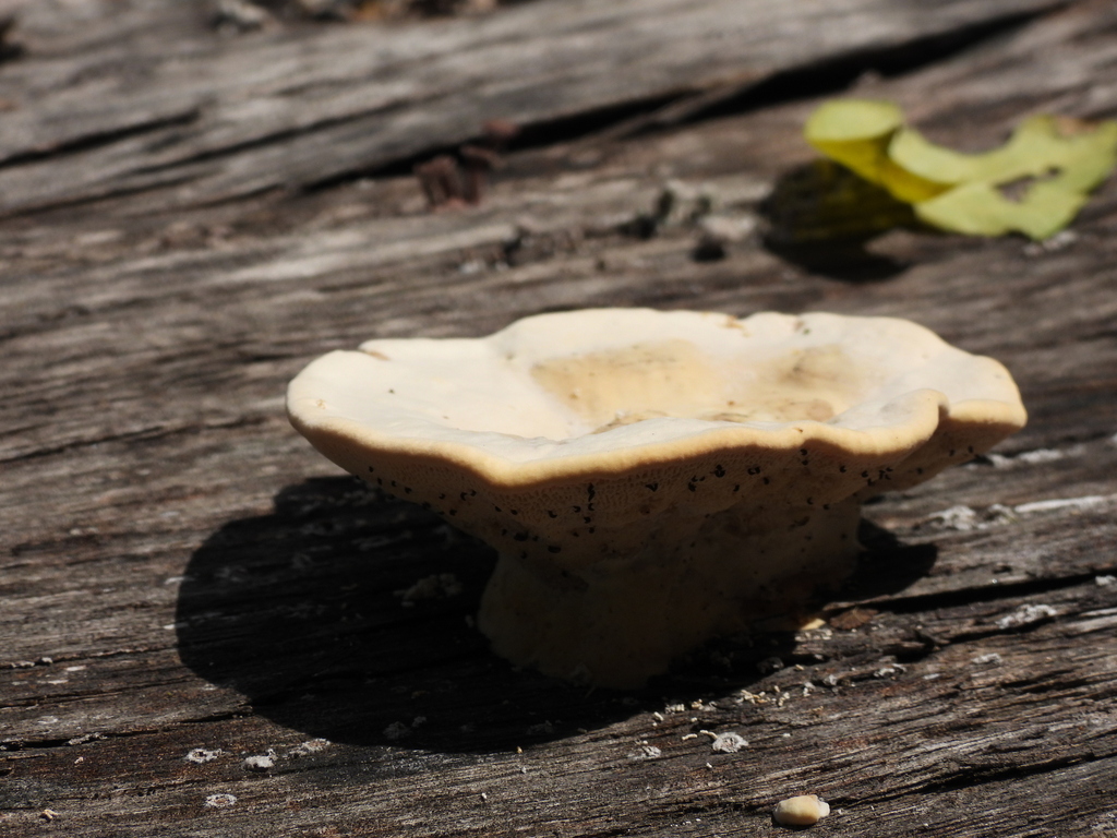 Trametes aesculi · December 2023 · photo: © laialilalia (iNaturalist, cc-by)