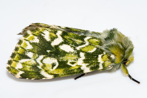 Nyodes lutescens