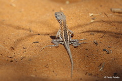 Chalarodon madagascariensis