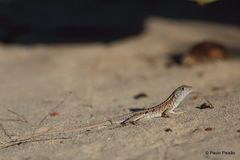 Chalarodon madagascariensis