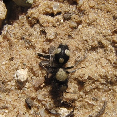 Dasylabris atrata