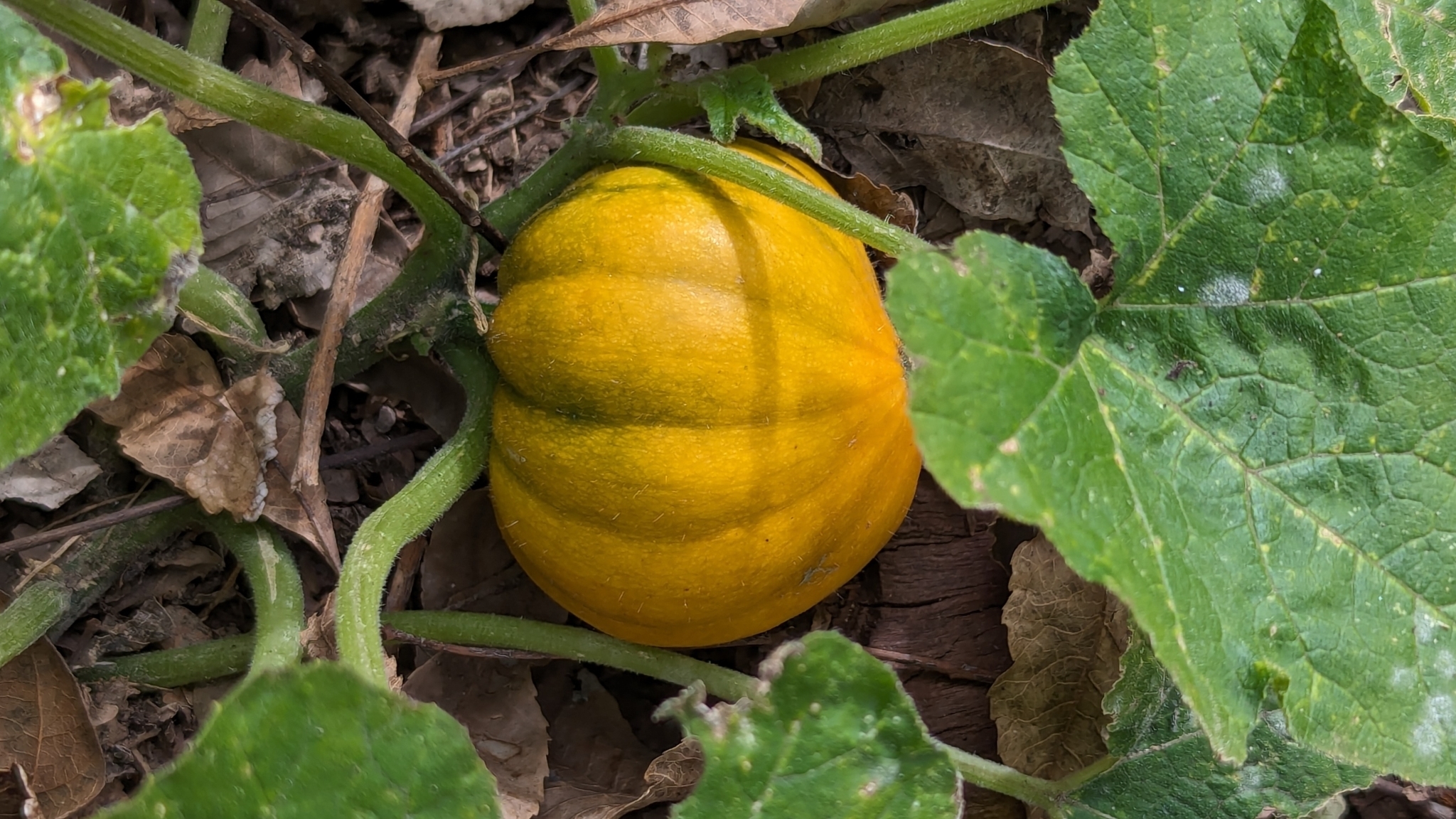 Moranga
