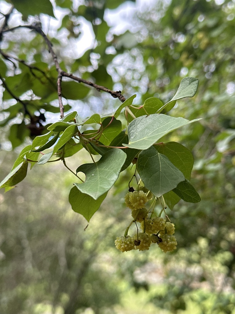 Vallea stipularis from Parque Arqueológico Pumapungo, Cuenca, Azuay, EC ...