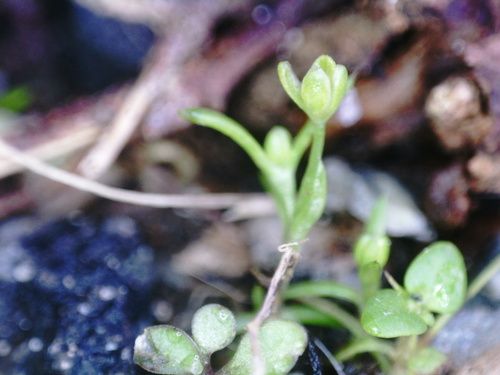 Sagina decumbens iNat (1)