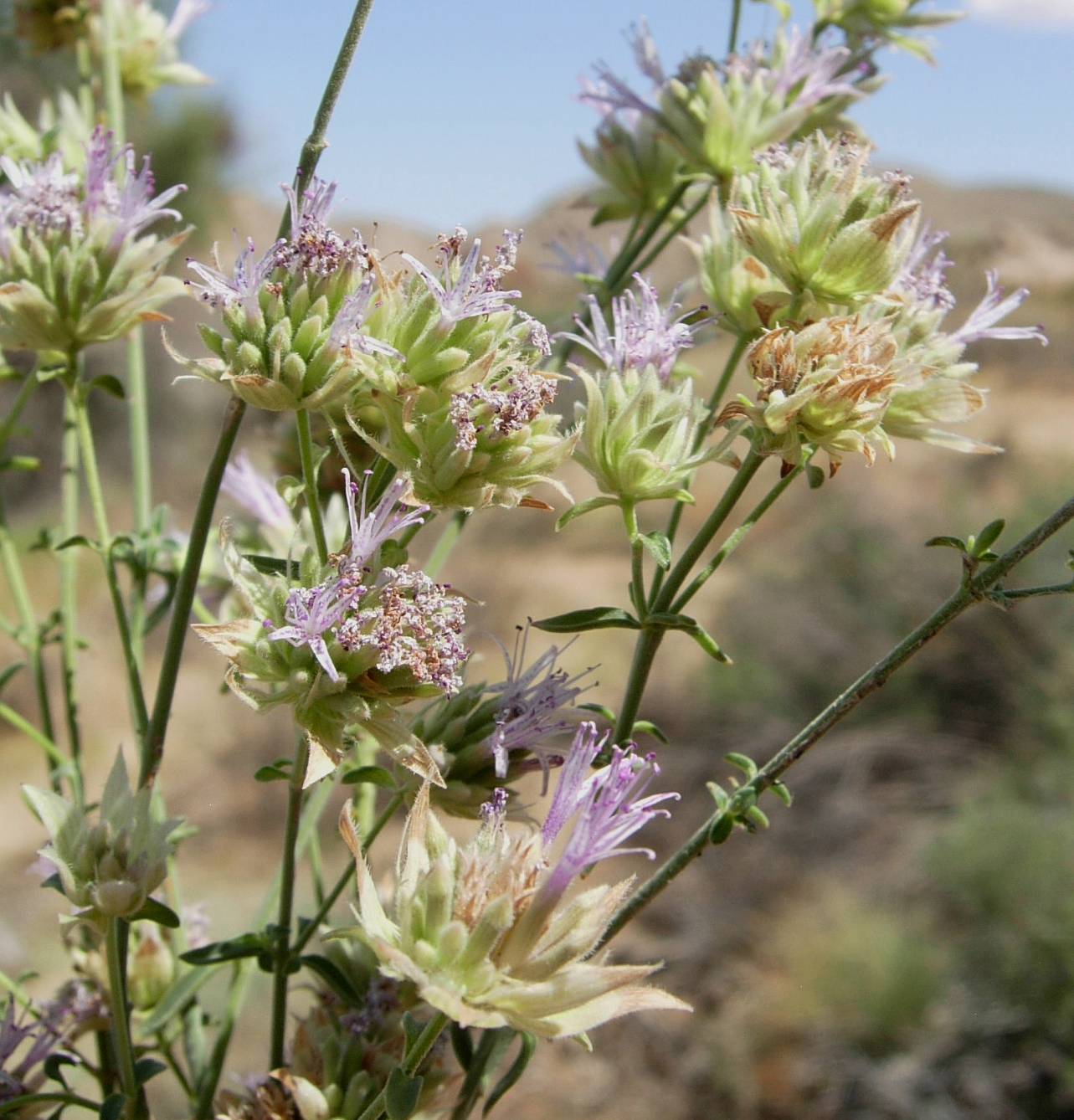 Monardella robisonii
