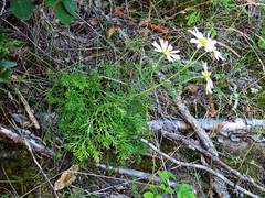 Chrysanthemum coreanum