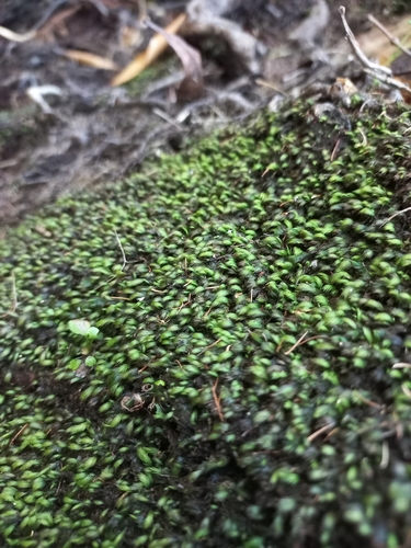 Fissidens ovatus observed 2024-01-16