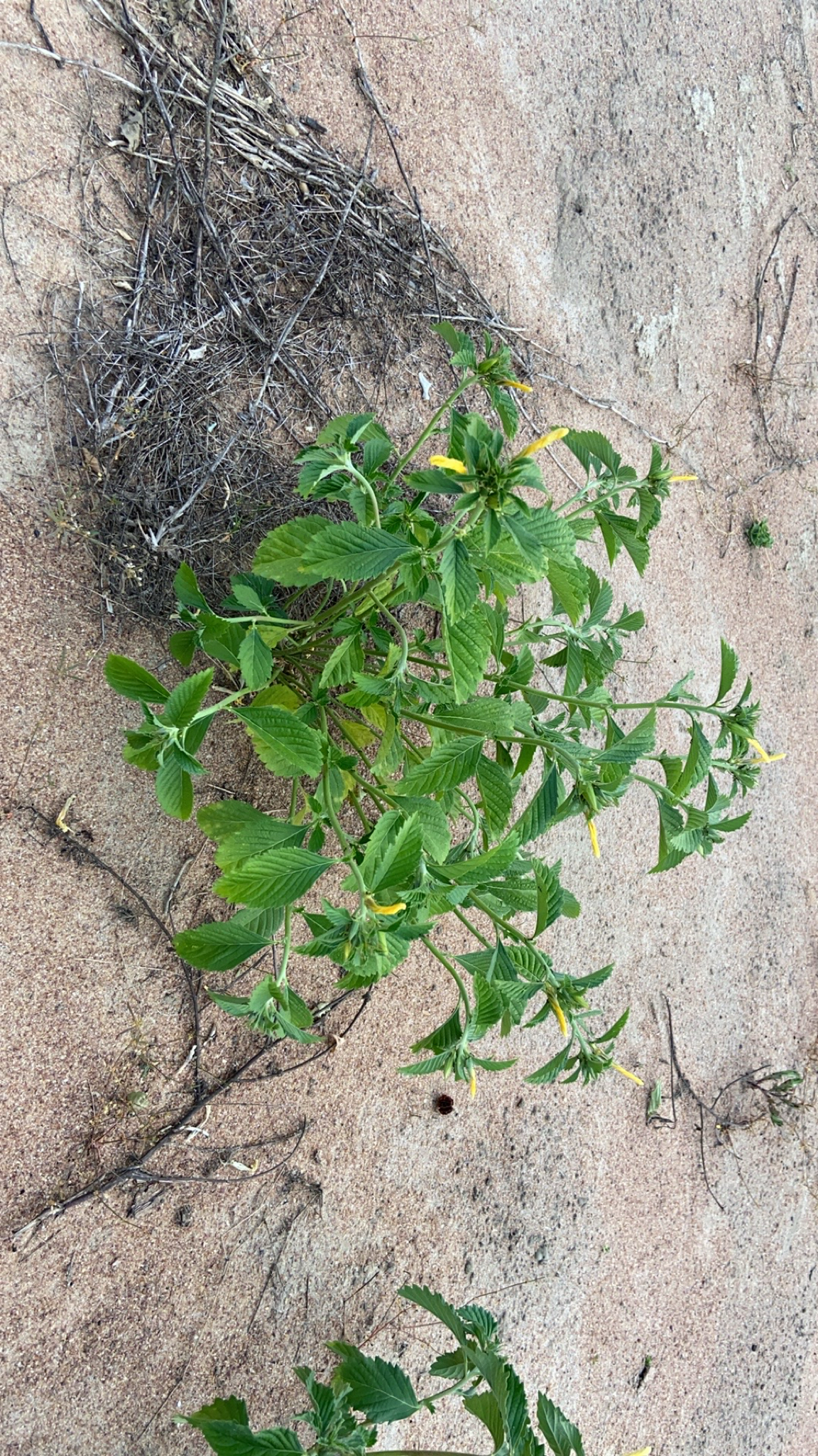 Turnera ulmifolia