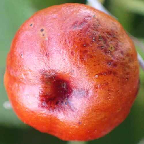 Malvaviscus arboreus