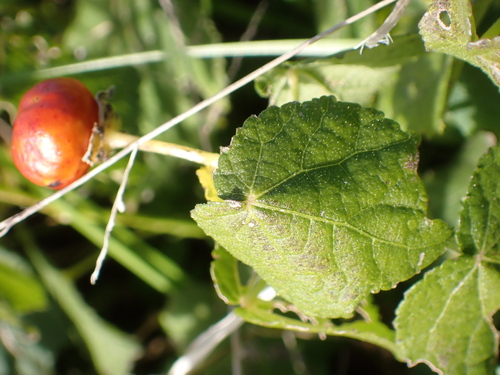Malvaviscus arboreus