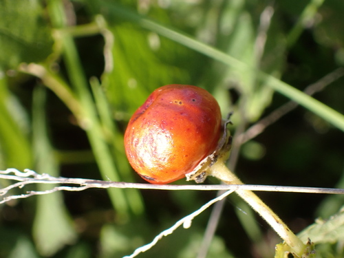 Malvaviscus arboreus