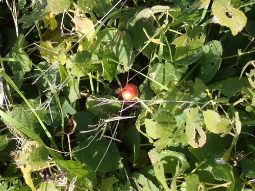 Malvaviscus arboreus