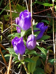 Gentiana catesbaei