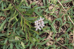 Asclepias brevicuspis