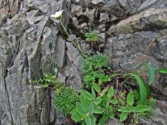 Chrysanthemum coreanum