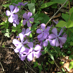 Phlox divaricata laphamii