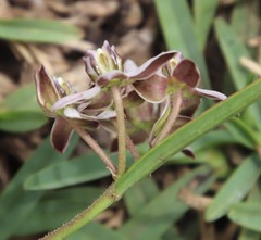 Asclepias brevicuspis