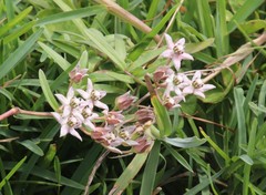 Asclepias brevicuspis