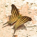 Many-banded Daggerwing - Photo (c) Mateo Hernandez Schmidt, some rights reserved (CC BY-NC-SA), uploaded by Mateo Hernandez Schmidt