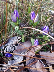 Gentiana catesbaei