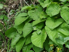 Trachystemon orientalis