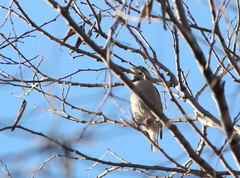 Coccothraustes coccothraustes
