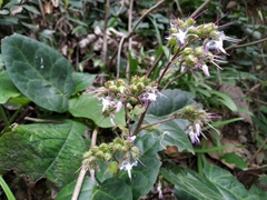 Trachystemon orientalis