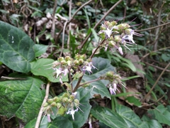 Trachystemon orientalis