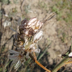 Agapanthia asphodeli