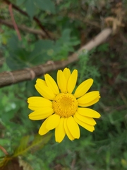 Anacyclus radiatus