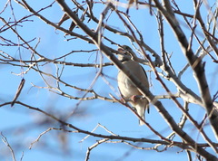 Coccothraustes coccothraustes