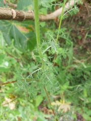 Anacyclus radiatus