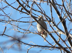 Coccothraustes coccothraustes