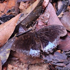Lexias dirtea merguia