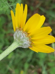 Anacyclus radiatus