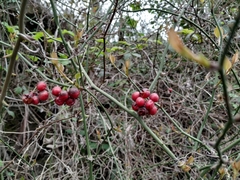 Smilax excelsa