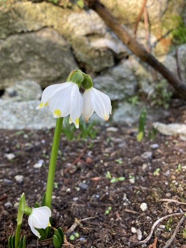 Leucojum vernum