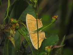 Thinopteryx crocoptera