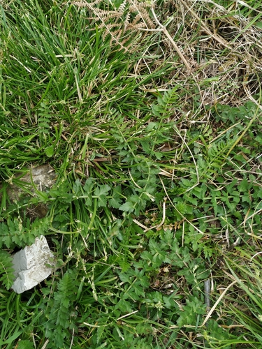 Caucasian Burnet-saxifrage (Pimpinella affinis)