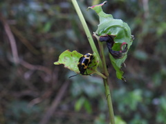 Gallerucida bifasciata