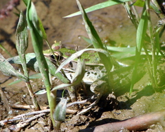 Lithobates sphenocephalus utricularius